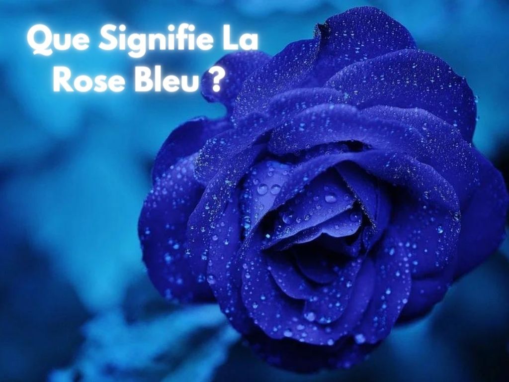 Significations des Roses Bleu ? - Rose Eternelle La Boutique
