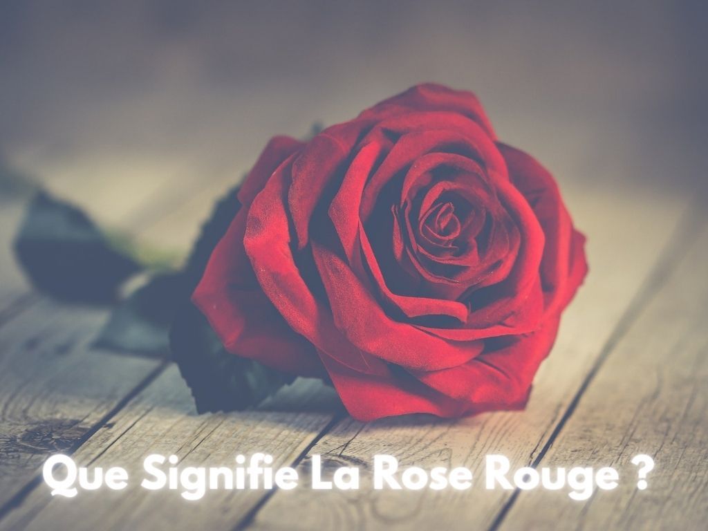 Significations des Roses Rouge ? - Rose Eternelle La Boutique