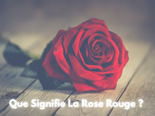 Significations des Roses Rouge ? - Rose Eternelle La Boutique