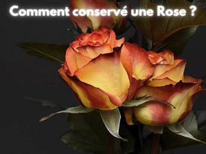 Comment conserver une Rose Eternelle ?