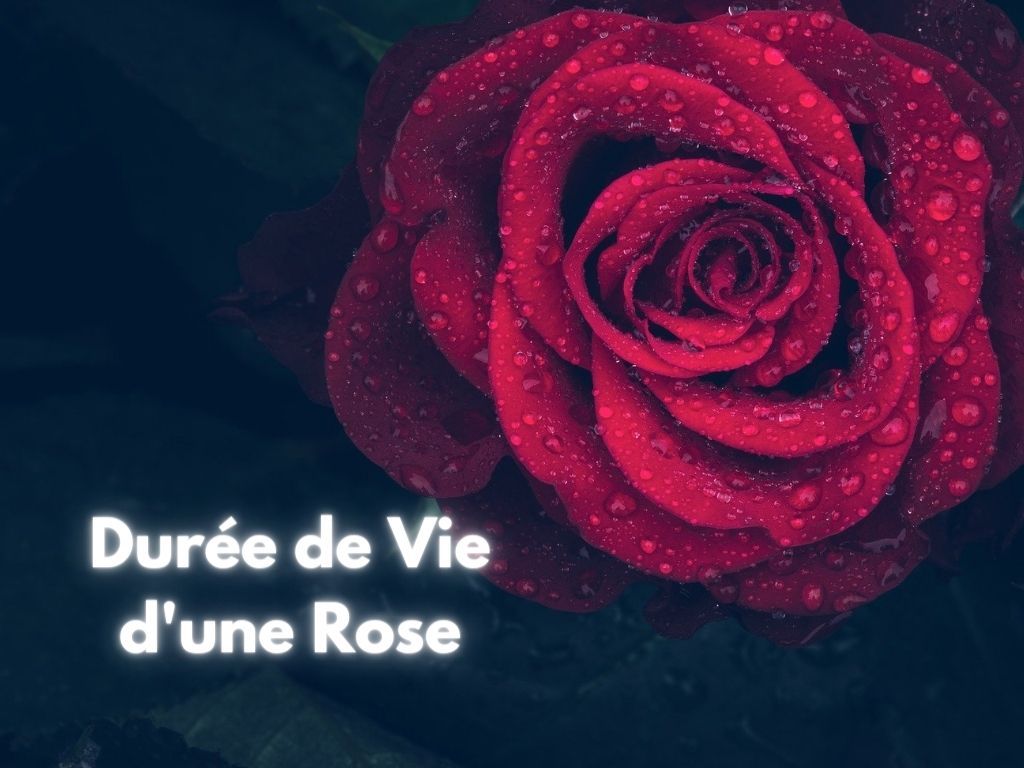Durée de vie pour une Rose Eternelle ?