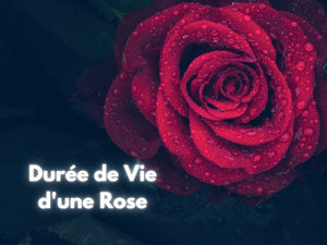 Durée de vie pour une Rose Eternelle ?