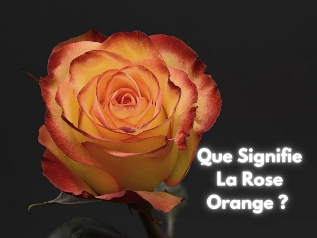 Que signifie La Rose Orange/Pêche - Rose Eternelle La Boutique