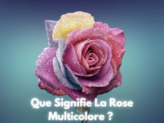 Significations des Rose Multicolores ? - Rose Eternelle La Boutique