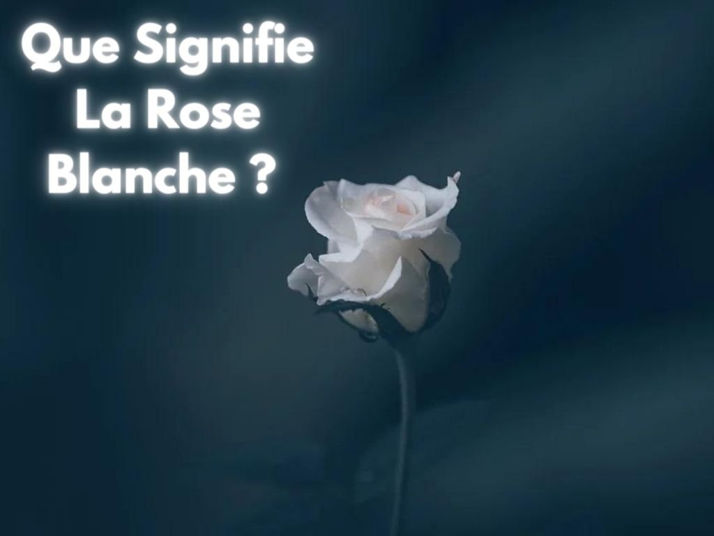 Signification de la Rose Blanche ? - Rose Eternelle La Boutique