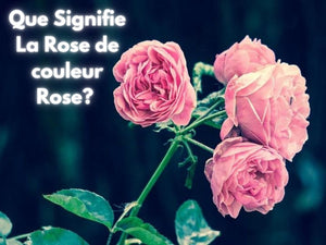 Significations des Roses de couleurs Rose ?