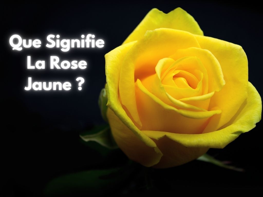 Significations de la Rose Jaune ?