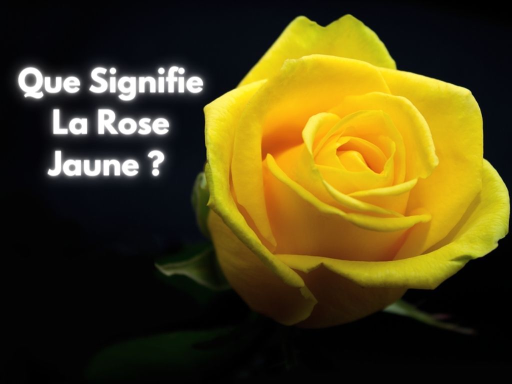 Significations de la Rose Jaune ? - Rose Eternelle La Boutique