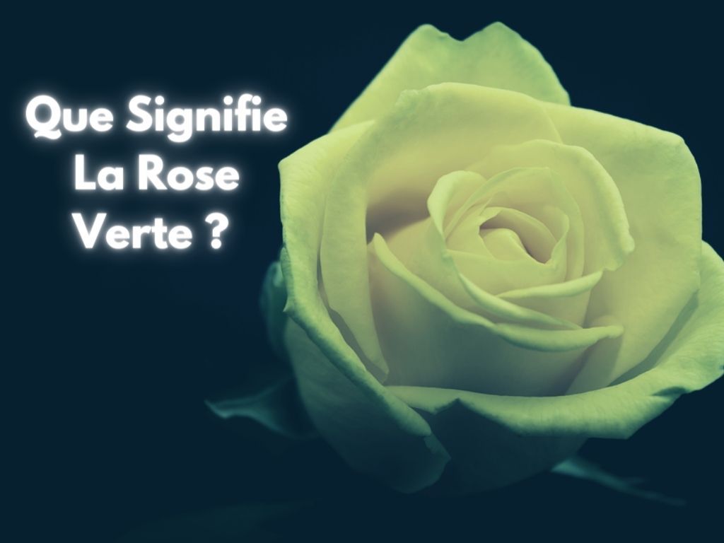 Significations de la Rose Verte ?