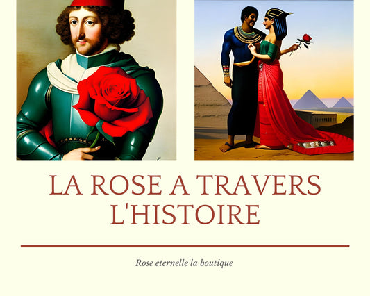 Histoire des roses : l'évolution de cette fleur emblématique à travers le temps. - Rose Eternelle La Boutique