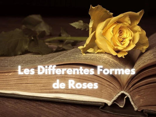 The different forms of roses