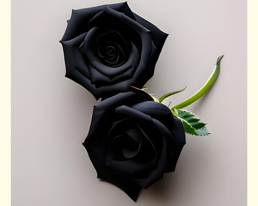 Les roses noires dans différentes cultures et religions - Rose Eternelle La Boutique