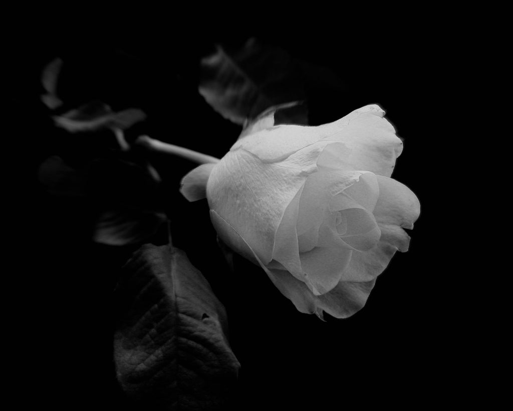 L'histoire de la rose blanche : origines et évolution de sa popularité