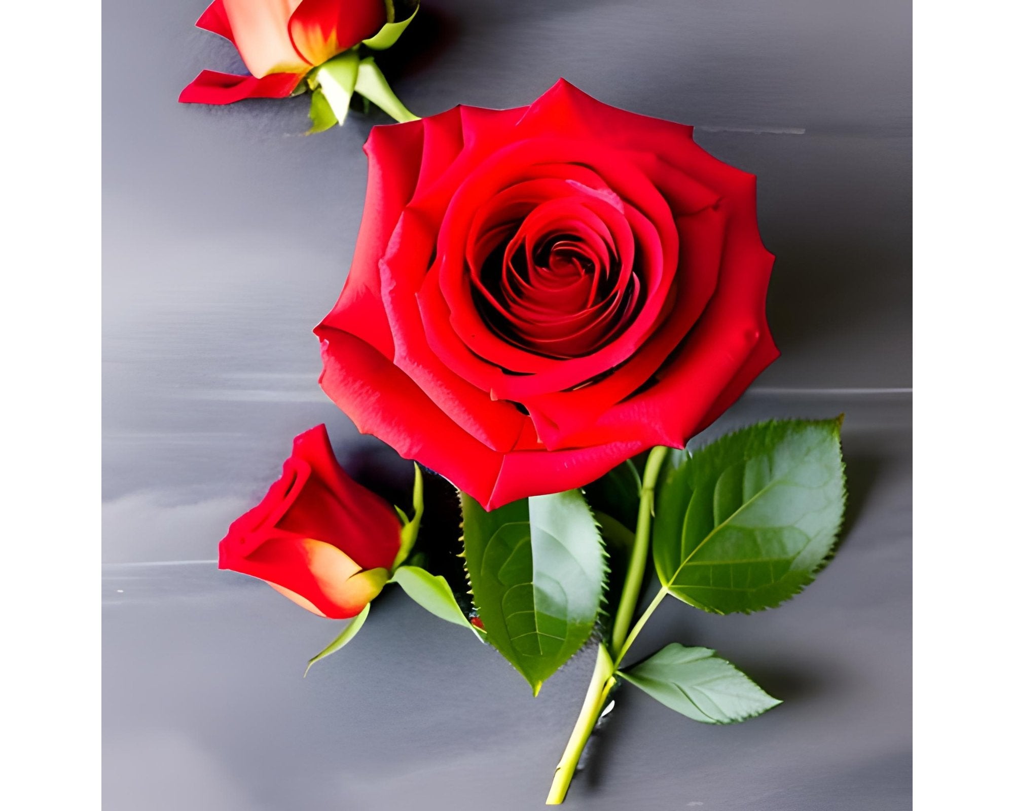 Les roses rouges et leur rôle dans la Saint-Valentin : mythes et réali ...