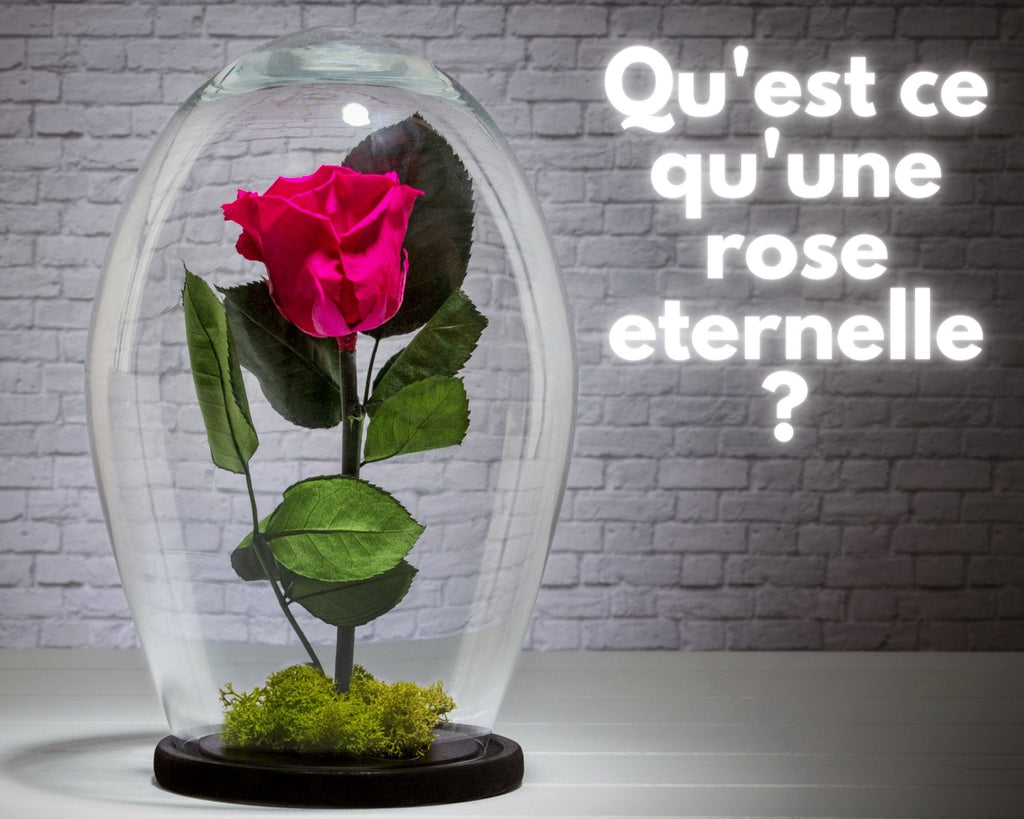 Qu'est ce q'une Rose Eternelle ?