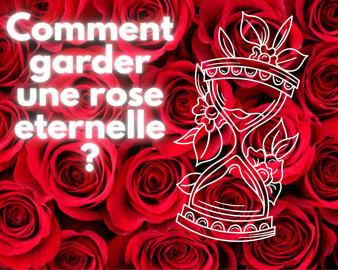 comment garder une eternal rose ? Voici la réponse !