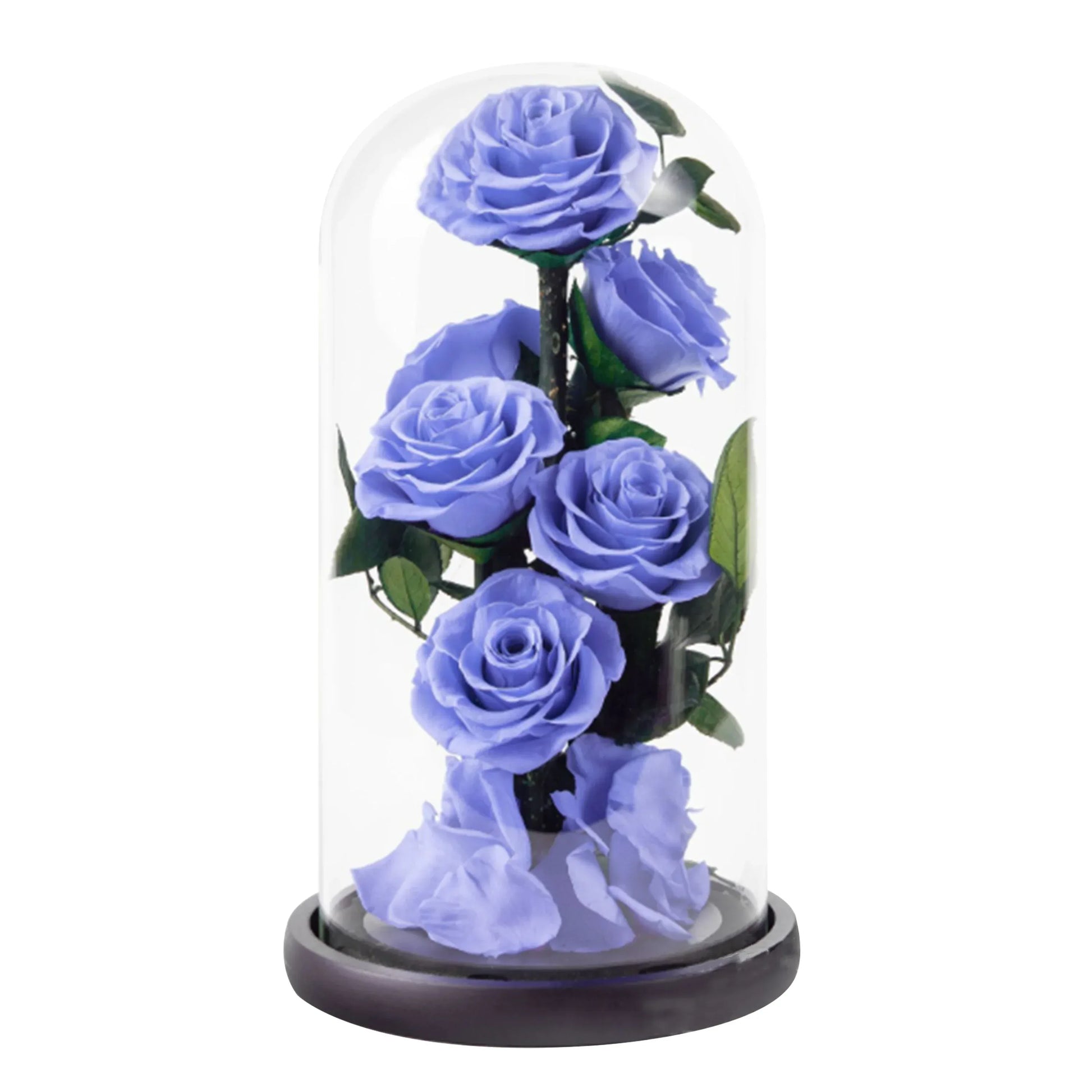 Composition de 6 Roses Éternelles sous Dôme - Rose Eternelle La Boutique