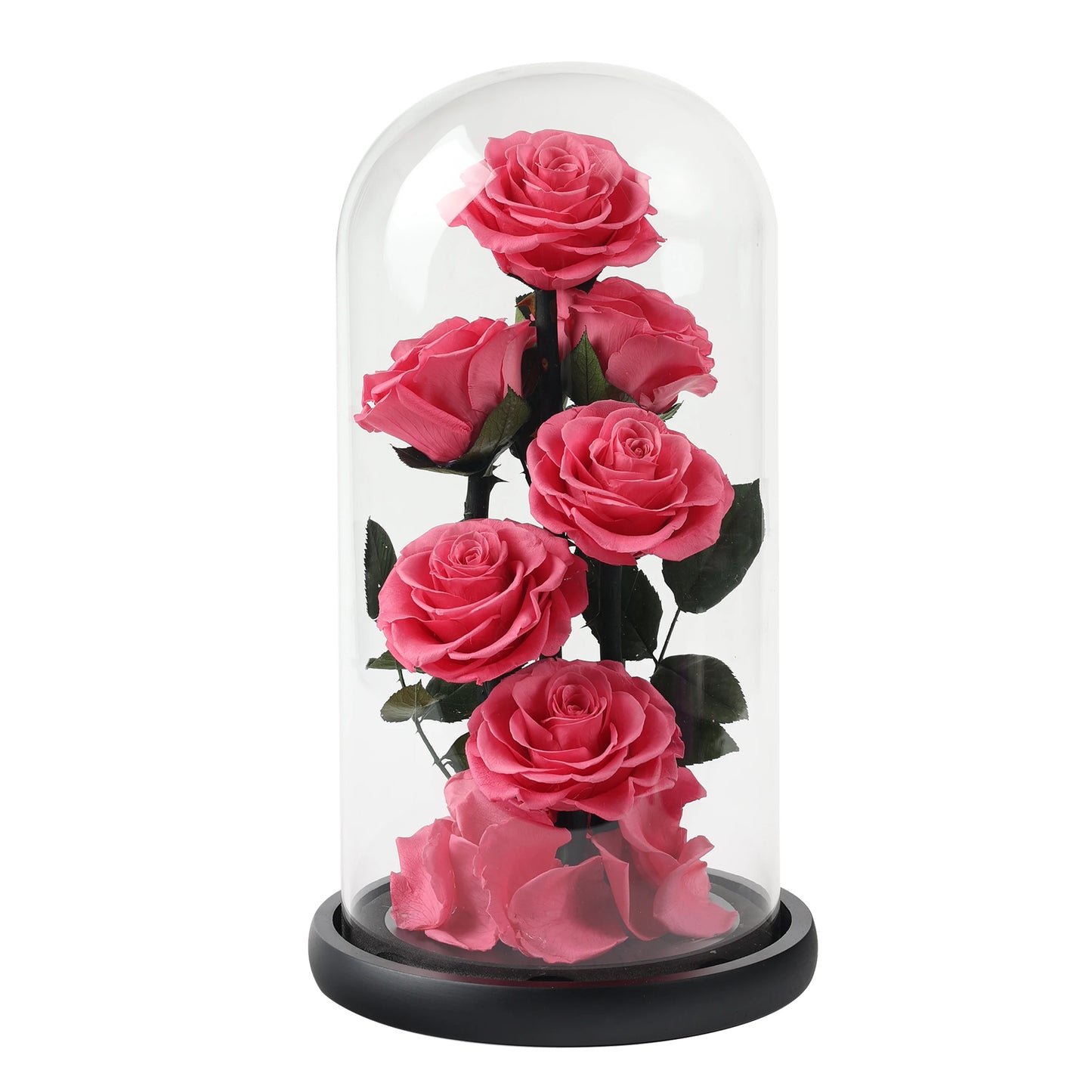 Composition de 6 Roses Éternelles sous Dôme