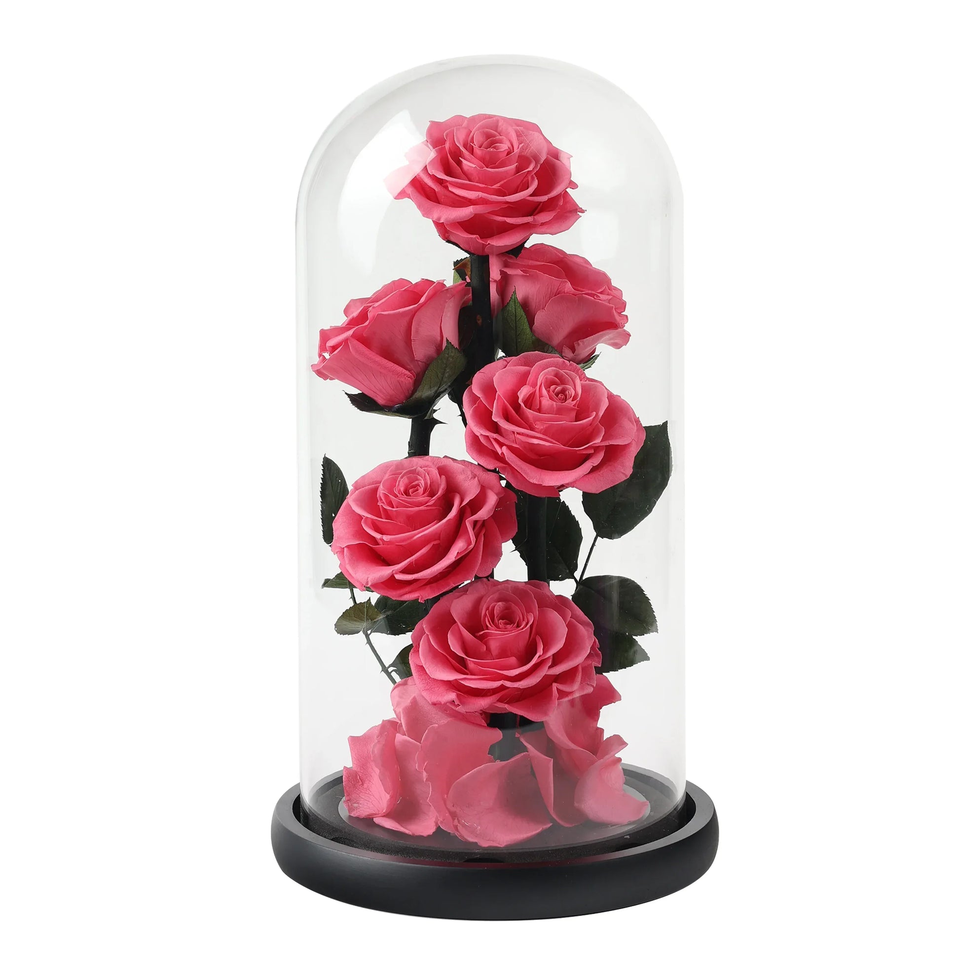 Composition de 6 Roses Éternelles sous Dôme - Rose Eternelle La Boutique