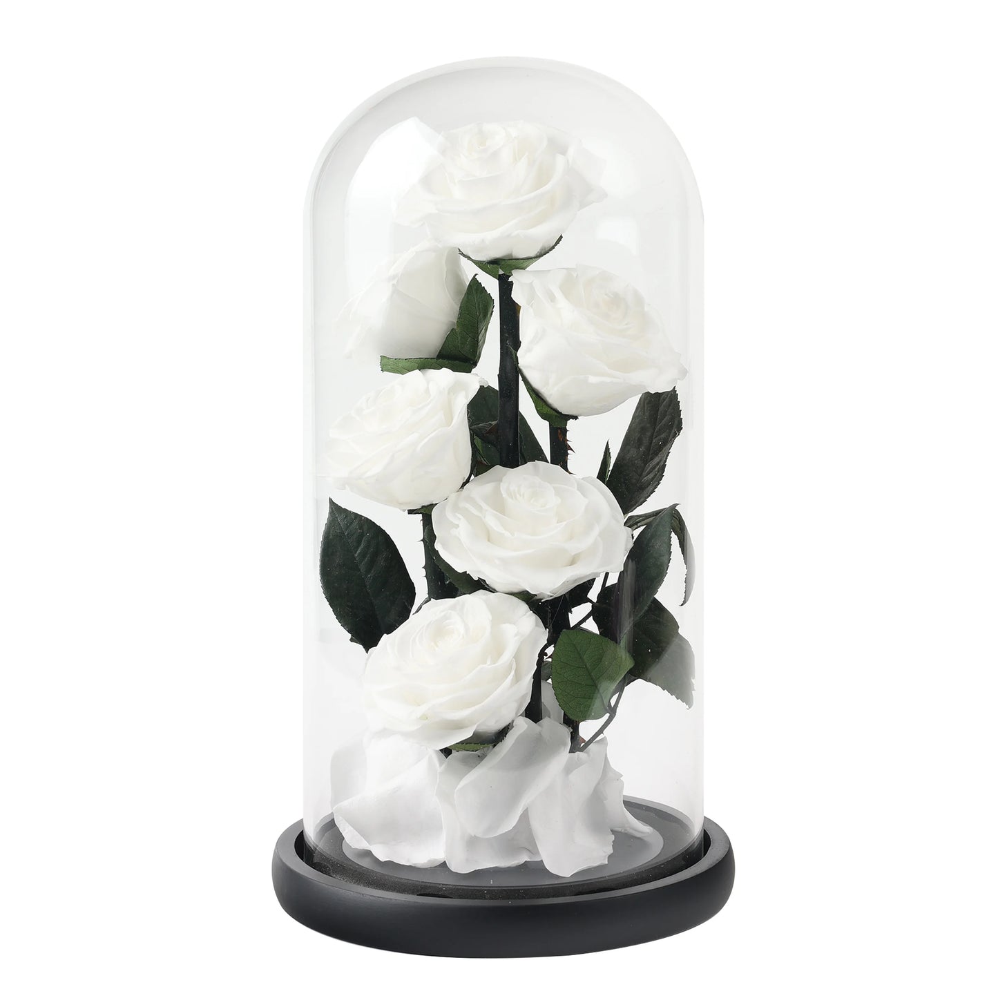 Composition de 6 Roses Éternelles sous Dôme