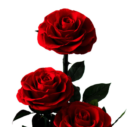 Trio der ewigen Rosen „Unendliche Liebe“