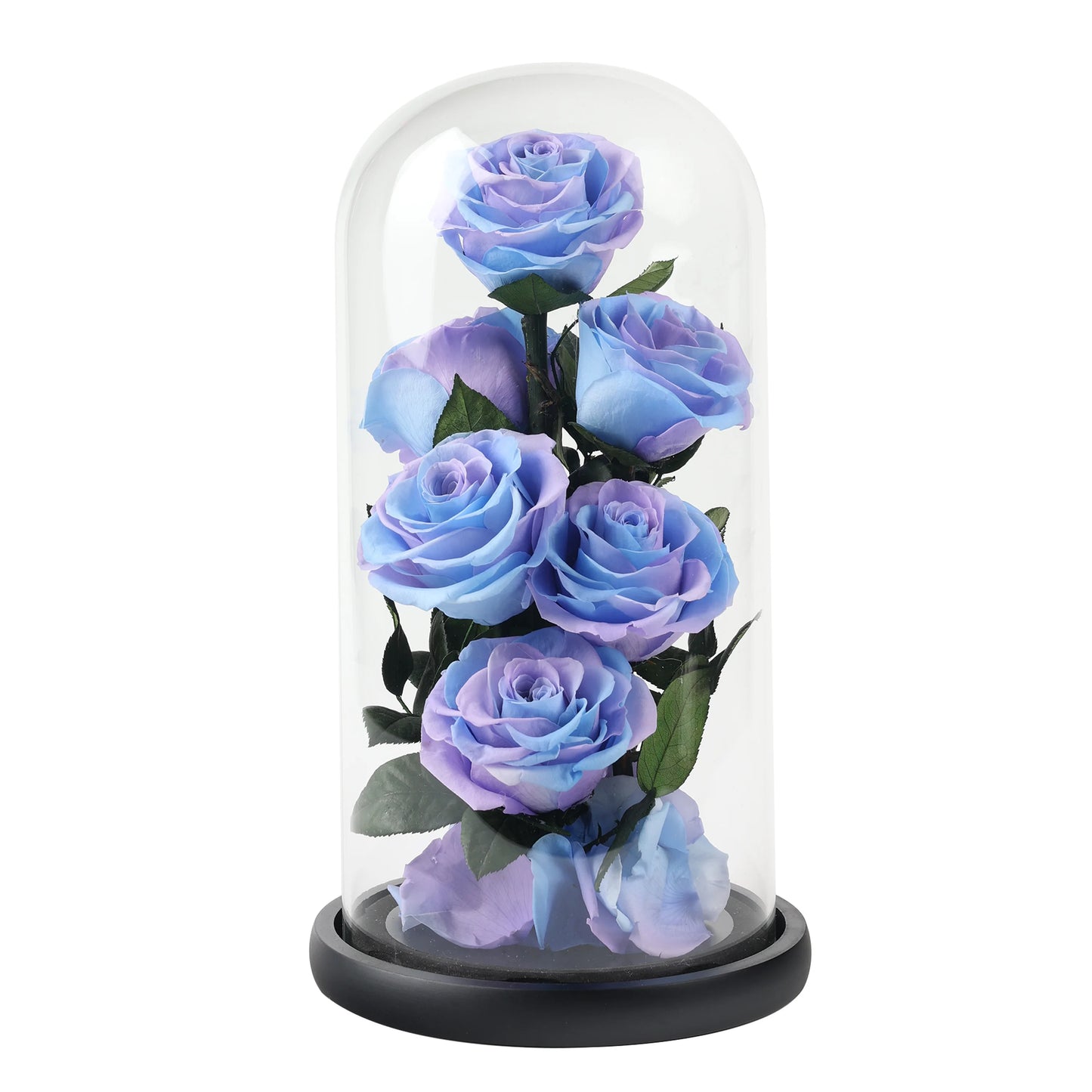 Composition de 6 Roses Éternelles sous Dôme