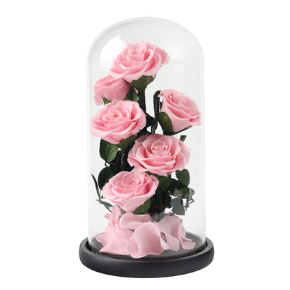 Composition de 6 Roses Éternelles sous Dôme