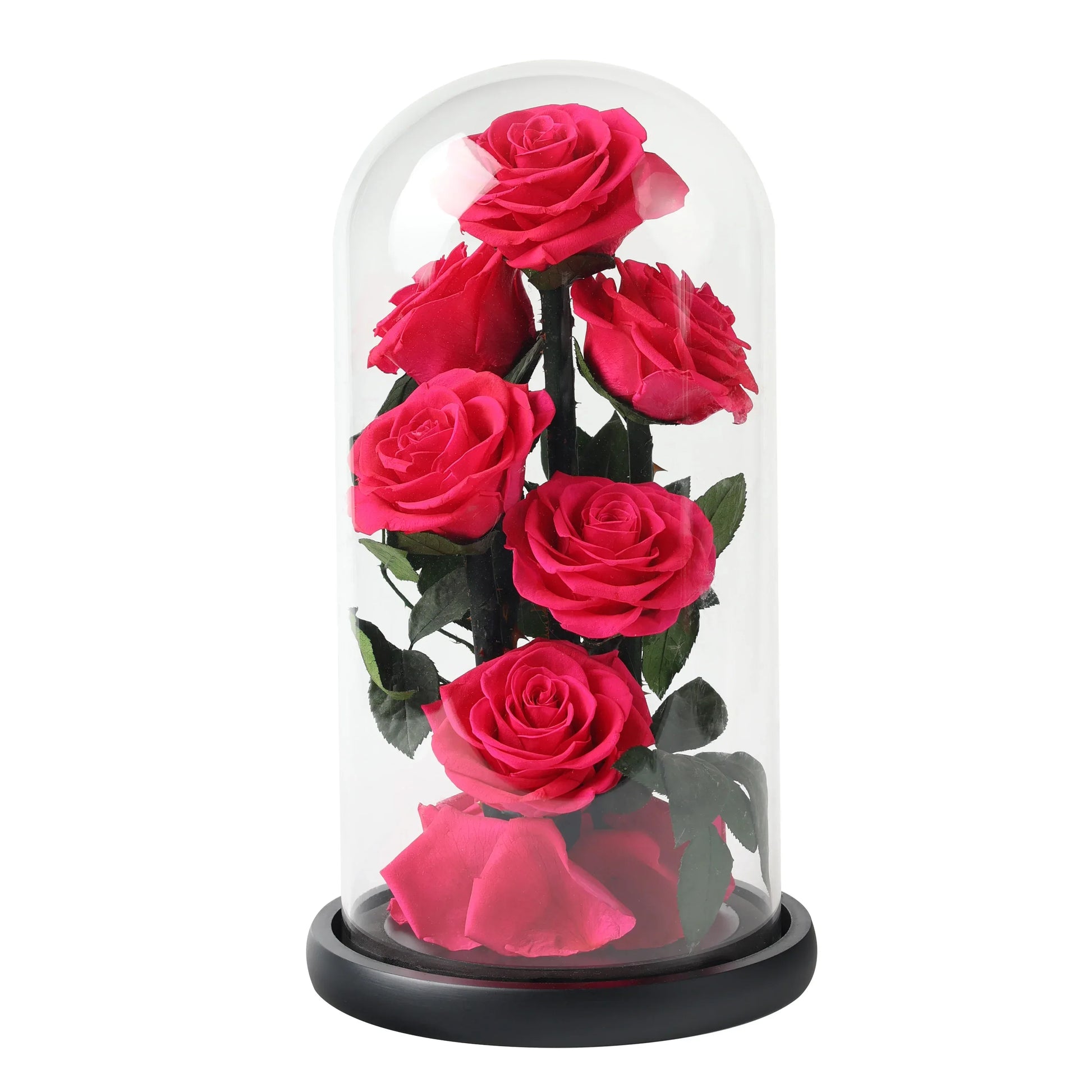 Composition de 6 Roses Éternelles sous Dôme - Rose Eternelle La Boutique