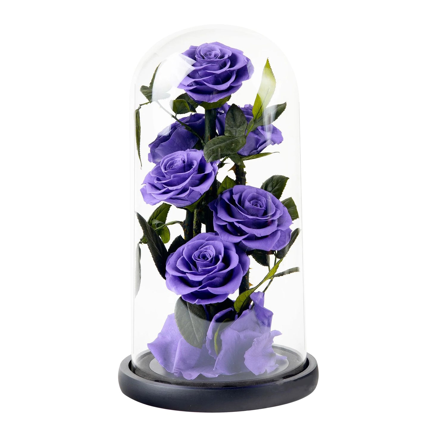 Composition de 6 Roses Éternelles sous Dôme