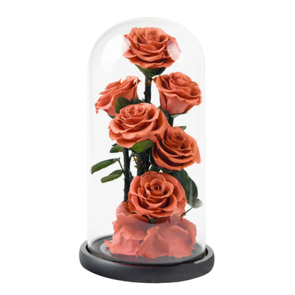 Composition de 6 Roses Éternelles sous Dôme