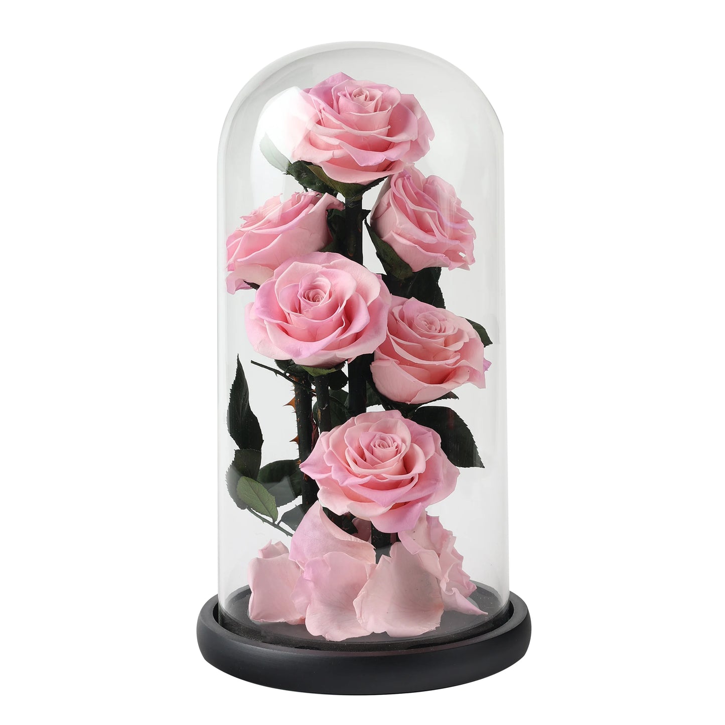 Composition de 6 Roses Éternelles sous Dôme