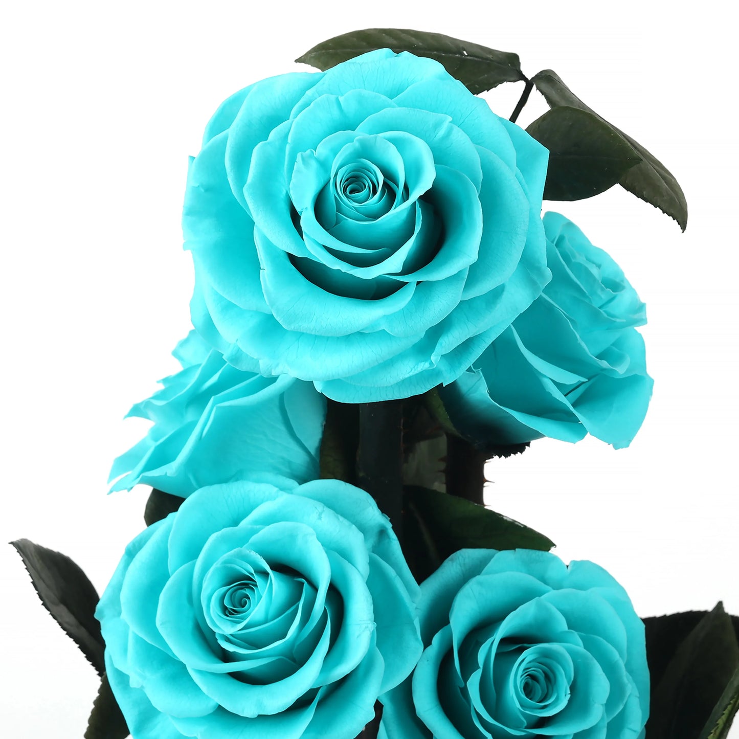 Composition de 6 Roses Éternelles sous Dôme