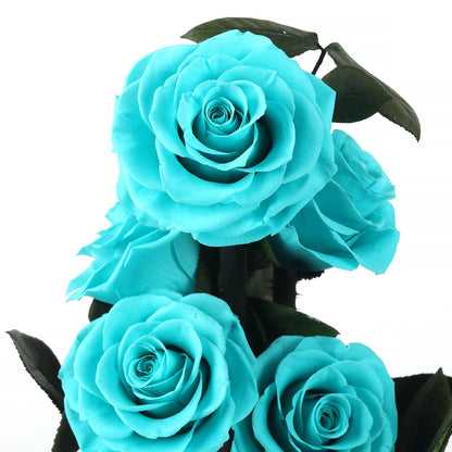 Composition de 6 Roses Éternelles sous Dôme