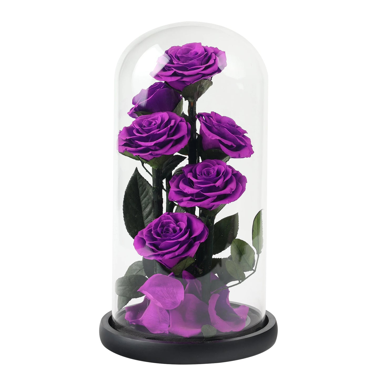 Composition de 6 Roses Éternelles sous Dôme