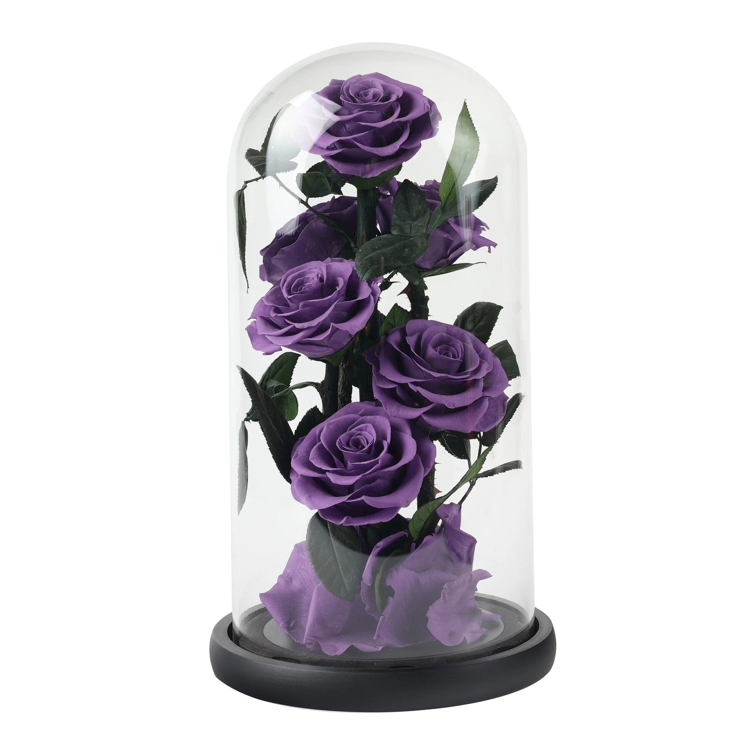 Composition de 6 Roses Éternelles sous Dôme