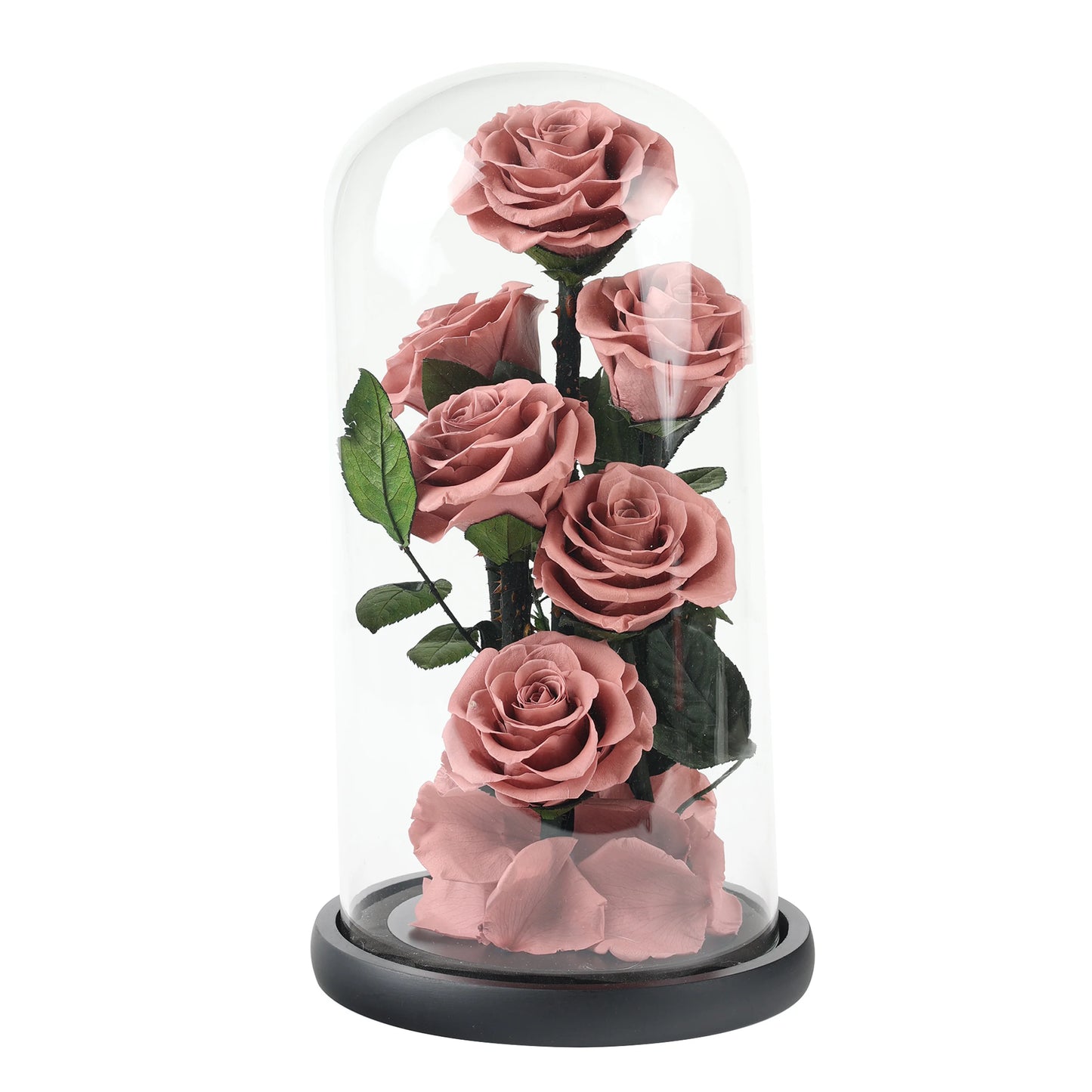 Composition de 6 Roses Éternelles sous Dôme