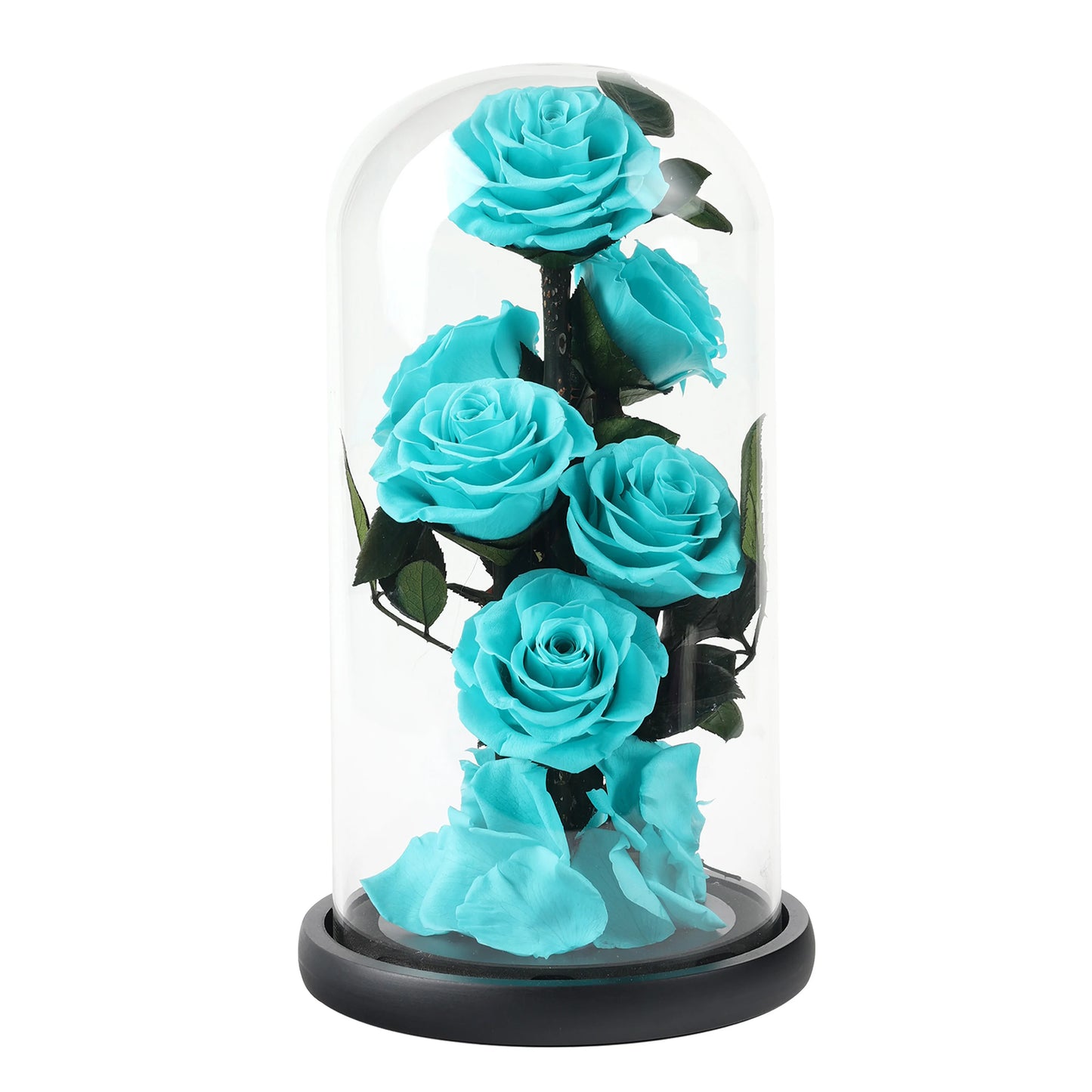 Composition de 6 Roses Éternelles sous Dôme