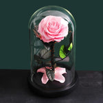 Roses éternelles Sous Cloche (Prenium)