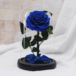 rose eternelle blanche