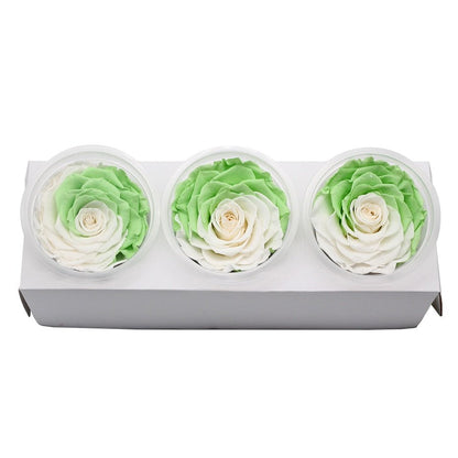 Schachtel „Ewige Rosen“ – Farbauswahl (3er-Pack)