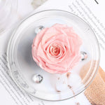 Rose eternel rose <br>sous dôme - Rose Eternelle La boutique