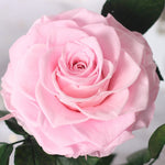 Rose Eternelle Suprême ( Choix de couleur )