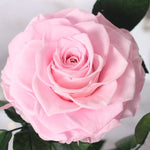 Rose éternelle Suprême Couleur rose