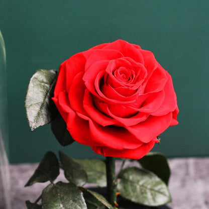 Ewige Rosen unter der Glaskuppel (Premium)