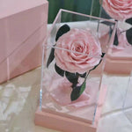 Rose éternelle Collection de Luxe ( Choix de Style )
