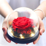 Rose Eternelle sous Dôme Rouge