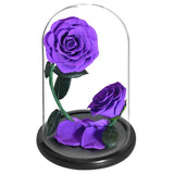 Prestigieux Duo de Rose Eternelle ( Choix de couleur )
