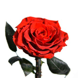 Rose Eternelle Suprême avec Cloche design ( Choix de couleur )